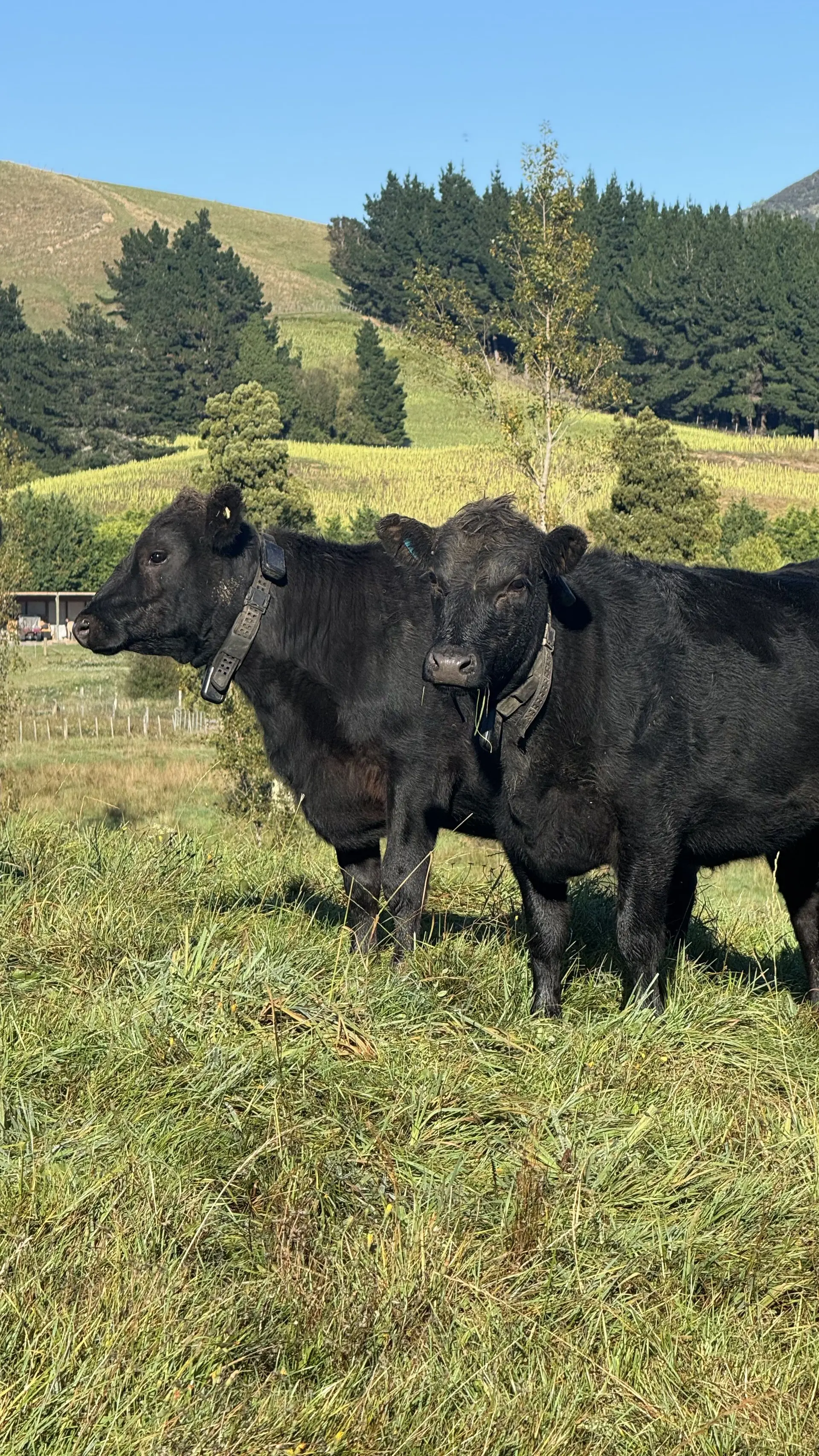 Cows with collars in a paddock