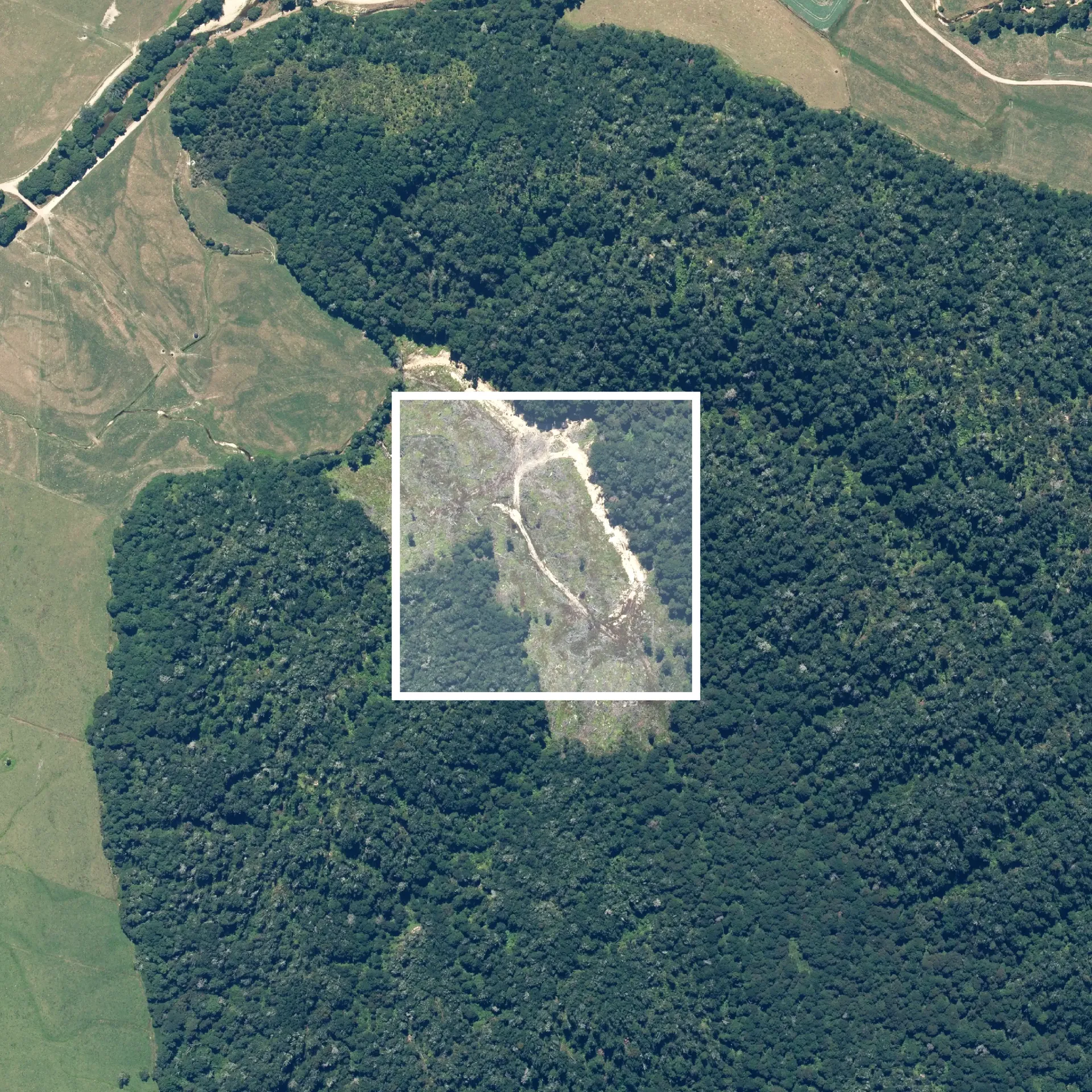 Deforestation detection overlay on forested land