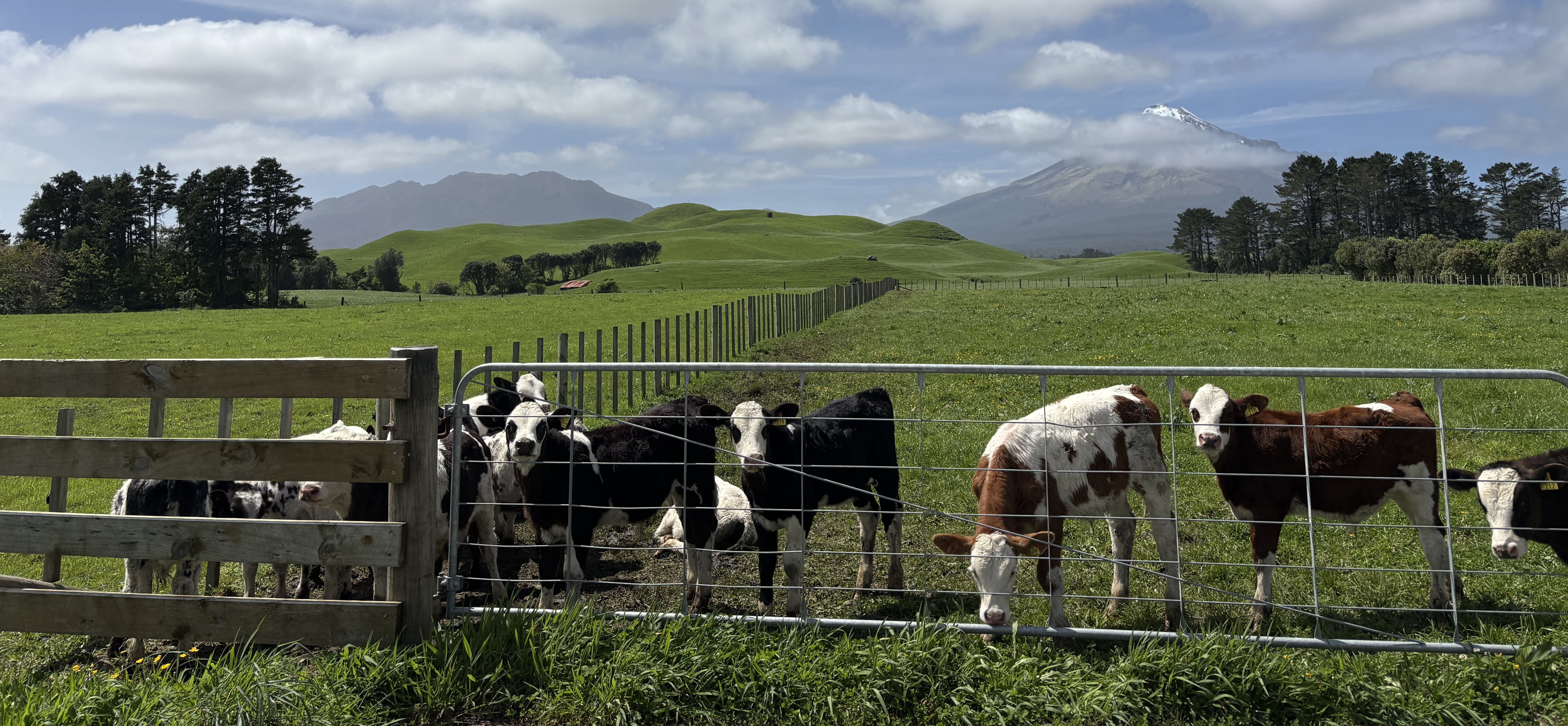 Counting Carbon: A World-First Carbon Removals Programme for Dairy Farmers